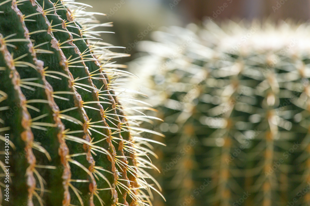 Fresh green cactus with needles closeup Fresh green cactus with needles closeup