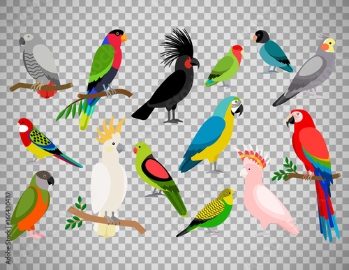 Tropical parrot set on transparent background
