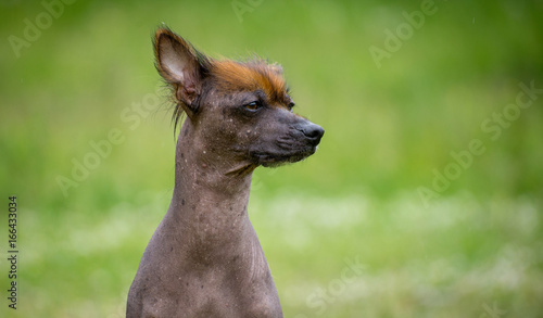Peruvian hairless dog 