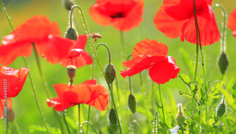 Fototapeta premium Corn poppy flower