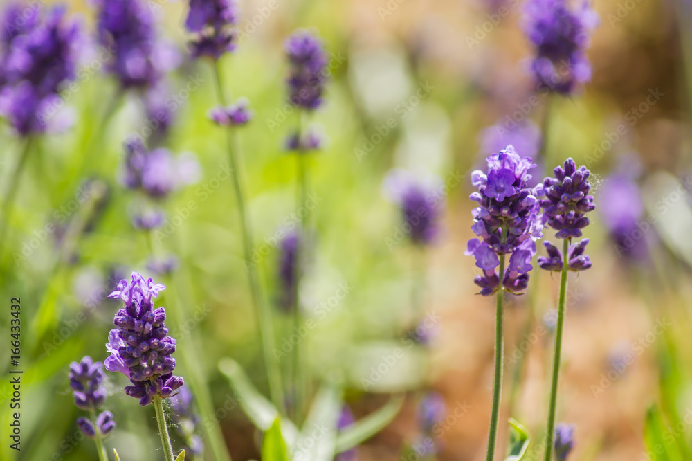 Naklejka premium Blooming lavender flowers on the field in a sunny day