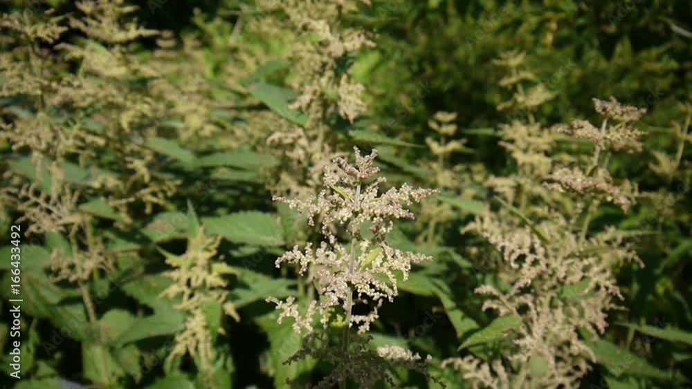 Blooming nettle in summer wind breeze. Static camera HD video footage Blooming nettle in summer wind breeze. Static camera HD video footage