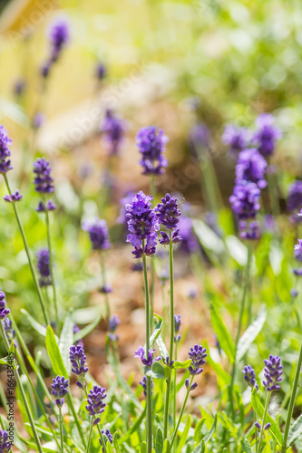 Fototapeta Naklejka Na Ścianę i Meble -  Blooming lavender flowers on the field in a sunny day