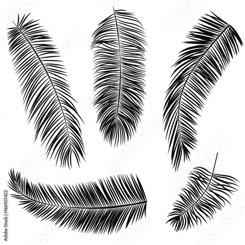 Set of black silhouettes of palm leaves  isolated on white  vector