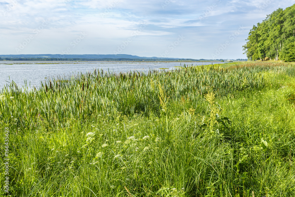 Lake with reeds on the beach in summer landscape