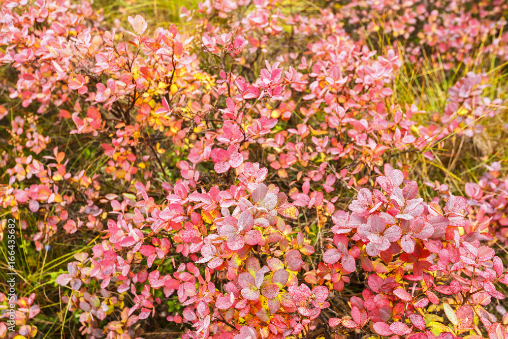 Blueberry bushes with red autumn leaves Blueberry bushes with red autumn leaves