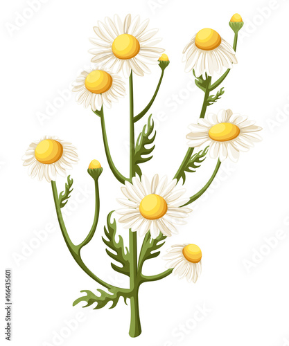 Bouquet realistic daisy, camomile flowers on white background. Vector illustration card camomile tea medical Web site page and mobile app design vector illustration