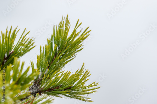 Pine tree branch with morning fur in the needle