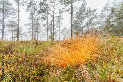 Moor in mist with a colorful tuft of grass