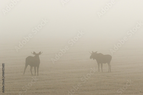 Moose bulls on a stubble field in autumn fog
