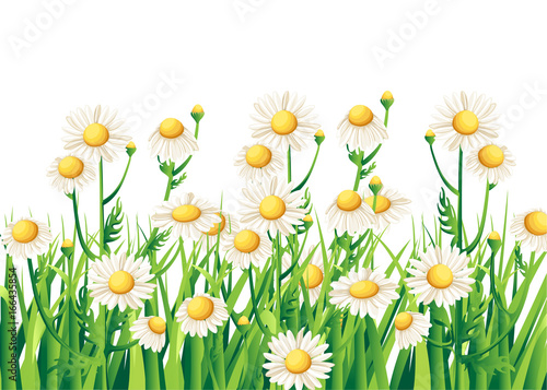 Bouquet realistic daisy, camomile flowers on white background. Vector illustration card camomile tea medical Web site page and mobile app design vector illustration