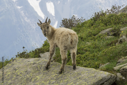 Young Ibex in the French Alps.