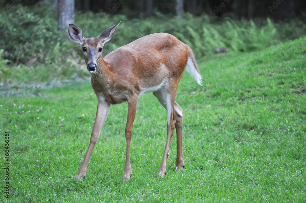 Funny whitetail deer sticking out it's tongue in Hawley the Poconos Pennsylvania Funny whitetail deer sticking out it's tongue in Hawley the Poconos Pennsylvania