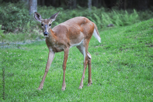 Funny whitetail deer sticking out it's tongue in Hawley the Poconos Pennsylvania