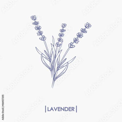 Fototapeta Naklejka Na Ścianę i Meble -  Vector hand drawn lavender bouquet