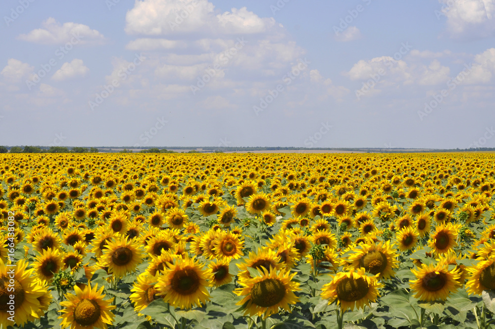 Naklejka premium Yellow field of sunflowers