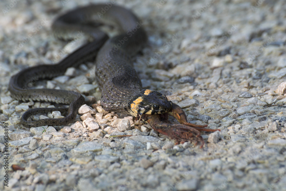 Snake eats a frog Snake eats a frog