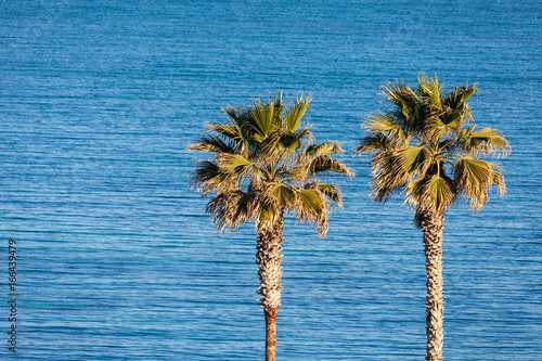 Two palm trees against the blue sea