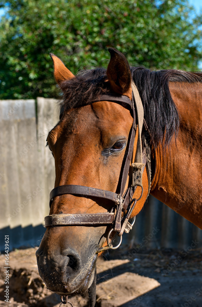 Obraz premium Horse head