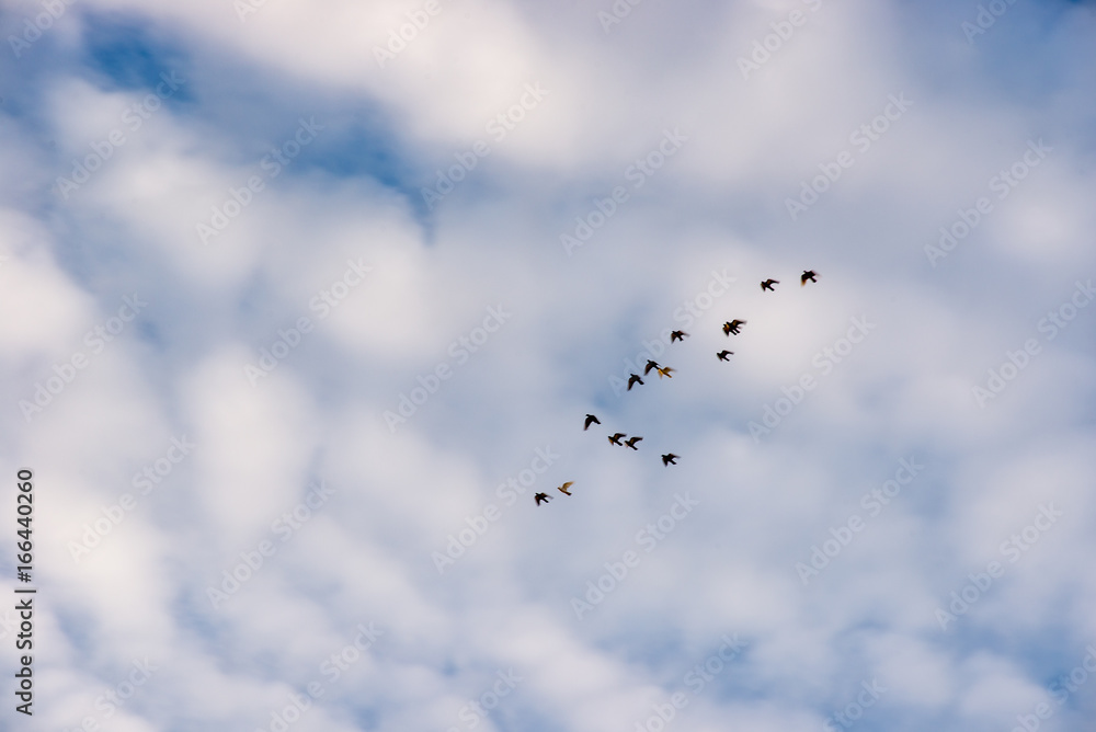 Flock of birds flying in the cloudy sky