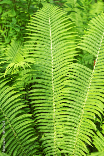 Green fresh forest fern background.