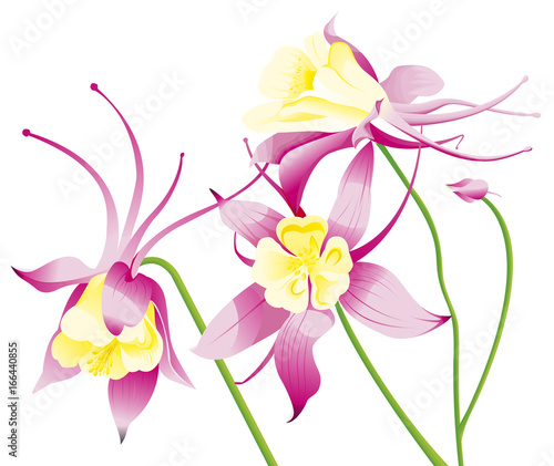 Fototapeta Naklejka Na Ścianę i Meble -  colombine jaune et rouge