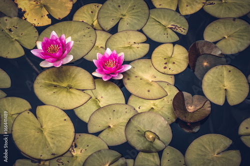 Fototapeta Naklejka Na Ścianę i Meble -  waterlilies in the pond with flower