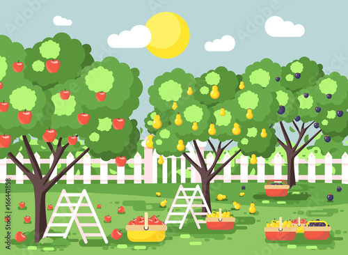 Vector illustration cartoon harvesting ripe fruit autumn orchard garden with stepladders plums, pears, apples trees, put crop in full baskets, green landscape scene outdoor background flat style