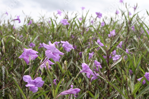 Purple flowers 