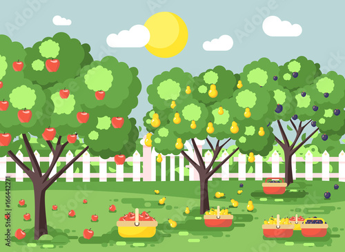 Vector illustration cartoon harvesting ripe fruit autumn orchard garden with plums, pears, apples trees, put crop in full baskets, green landscape scene outdoor background flat style