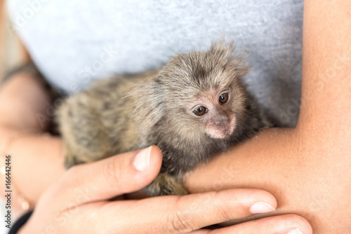 Canvas Print marmosets monkey on the hand.