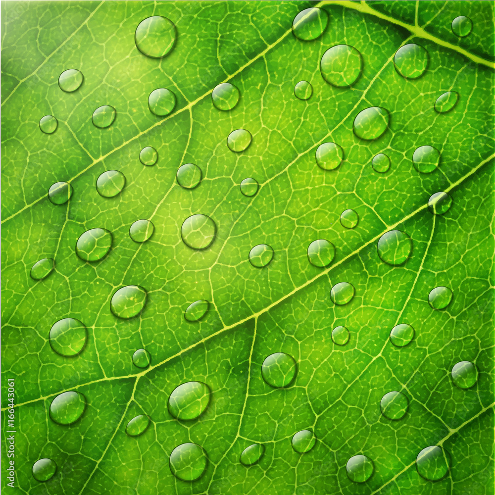 Vector water drops on green leaf macro background. Vector water drops on green leaf macro background.