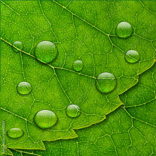 Vector water drops on green leaf macro background