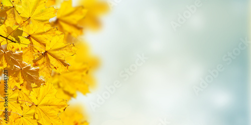 fall yellow and red leaves on blue sky background with sun beams banner © neirfy