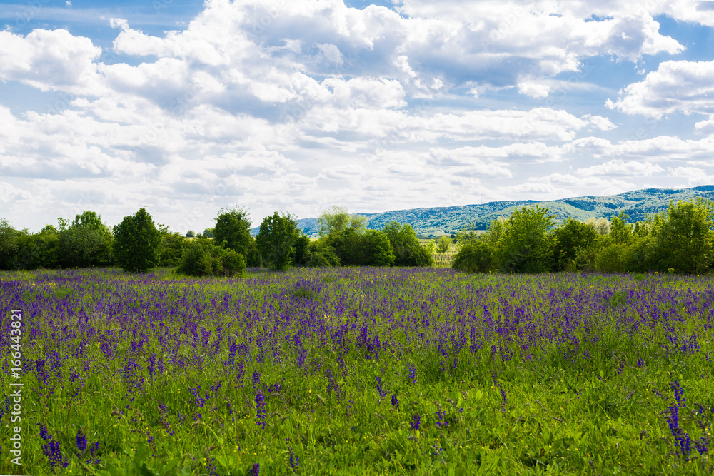 Weinberglandschaft Weinberglandschaft