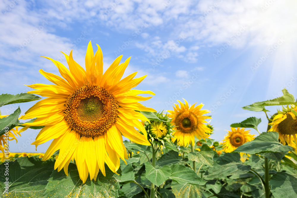 A flower of a bright yellow sunflower under a bright sun