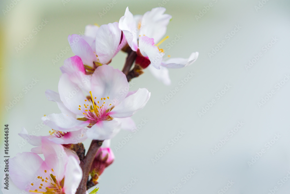 Flowers of an almond tree, a blossoming. Macro. Close-up. Flowers of an almond tree, a blossoming. Macro. Close-up.