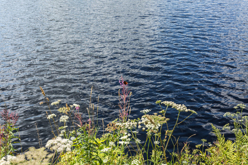 flower meadow in front of clear blue lake water flower meadow in front of clear blue lake water