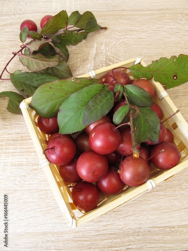 Blutpflaumen, Prunus cerasifera, im Korb photo