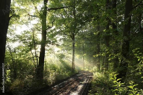 Fototapeta Naklejka Na Ścianę i Meble -  Rural road through a misty deciduous forest