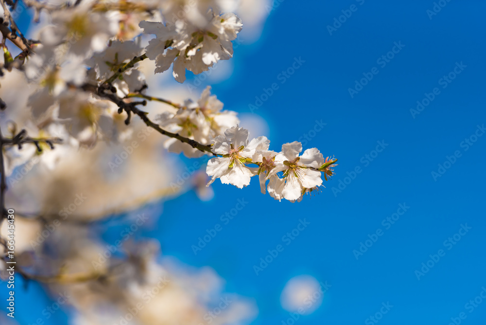 Flowering almond branches against the blue sky. Blurred background. Copy space.