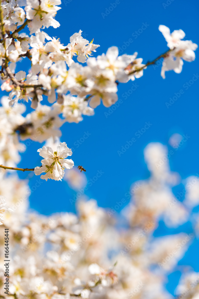 Flowering almond branches against the blue sky. Blurred background. Vertical. Flowering almond branches against the blue sky. Blurred background. Vertical.