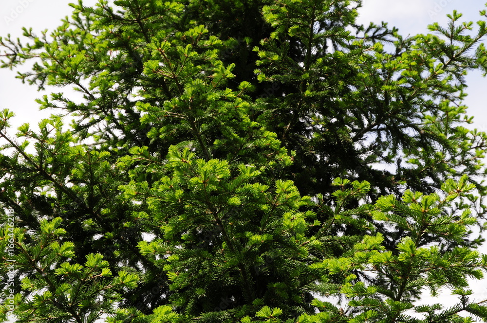 Fir tree Fir tree