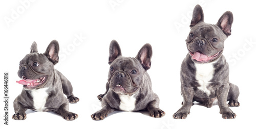 Fototapeta Naklejka Na Ścianę i Meble -  French Bulldog dog full-length isolated