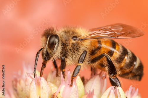 European Honey Bee, Apis mellifera