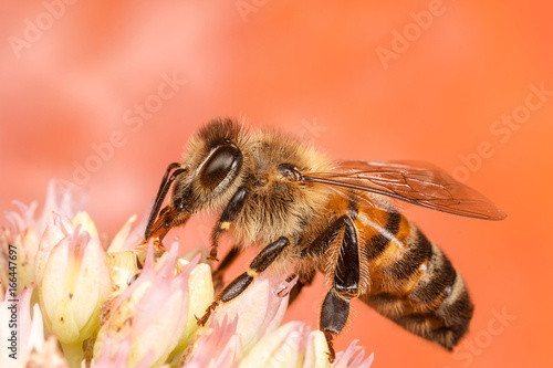 European Honey Bee, Apis mellifera