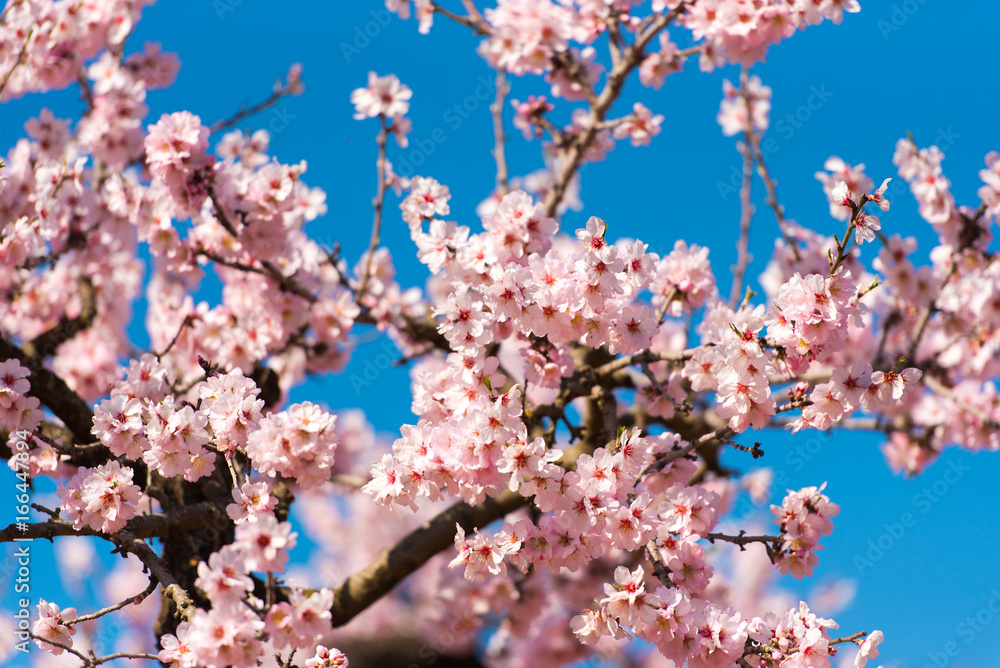 Flowering almond trees against blue sky. Flowering almond trees against blue sky.