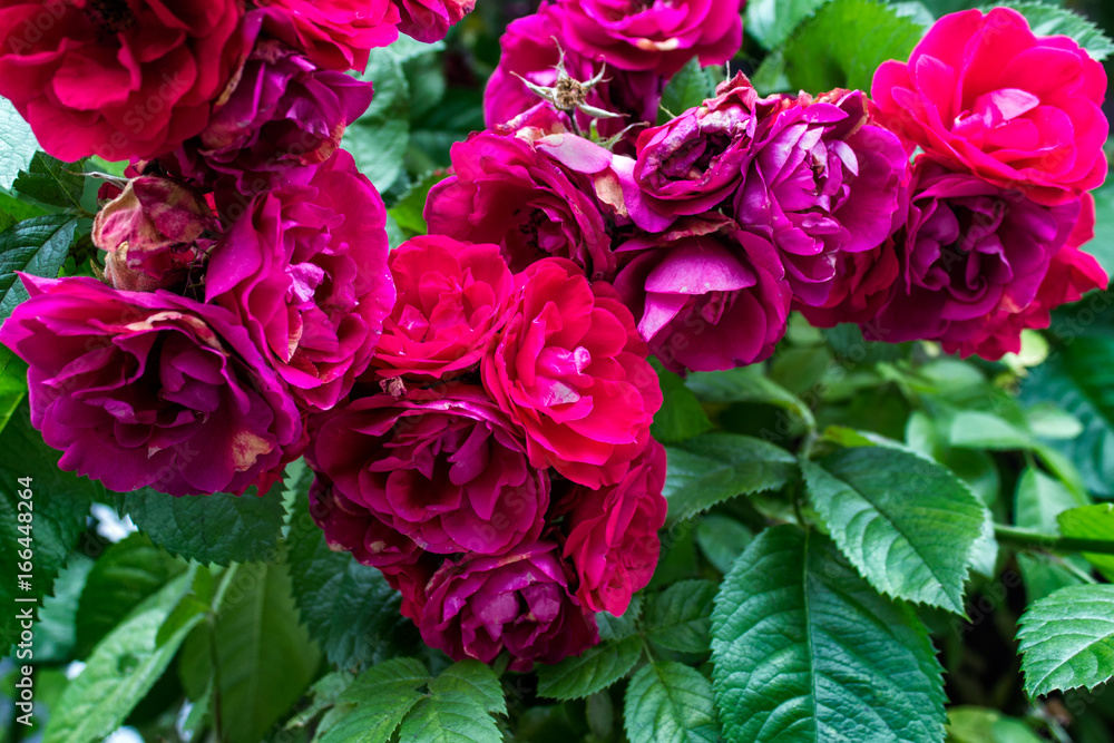 Bush with romantic red tea roses in blossom on the background of green leaves. Bush with romantic red tea roses in blossom on the background of green leaves.