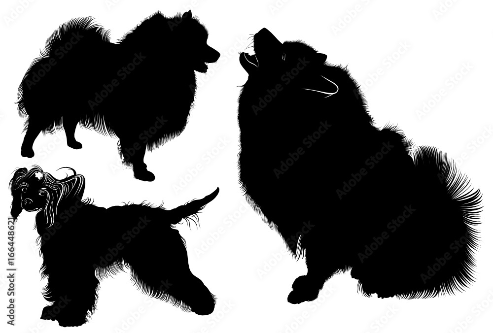 Black silhouette of spitz. Vector. isolated on white background. Spitz dog. Chinese Crested dog. dogs. Chinese crested.  Collection of dogs