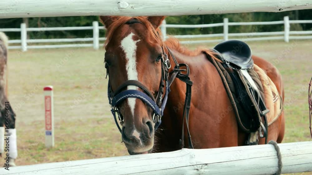 Brown saddled horse stallion stands behind a fence. Look of a beautiful horse. Nature, ecology and environment
Brown saddled horse stallion stands behind a fence. Look of a beautiful horse. Nature, ecology and environment